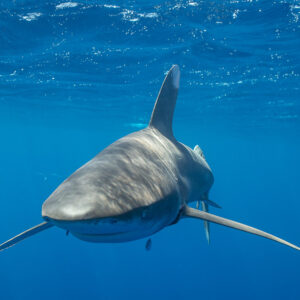 Oceanic whitetip shark approaching head-on below the surface, Tahiti, Society Islands, French Polynesia