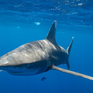 Oceanic whitetip shark close head-on with long pectoral fins, Tahiti, Society Islands, French Polynesia
