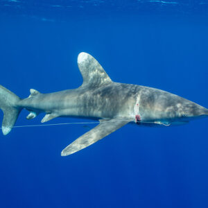 Oceanic whitetip shark trailing fishing line from a hook in its jaw, Tahiti, Society Islands, French Polynesia