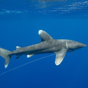 Oceanic whitetip shark in profile dragging a long fishing line, Tahiti, Society Islands, French Polynesia