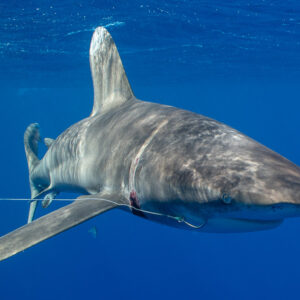 Close-up of oceanic whitetip shark with fishing line and wound, Tahiti, Society Islands, French Polynesia