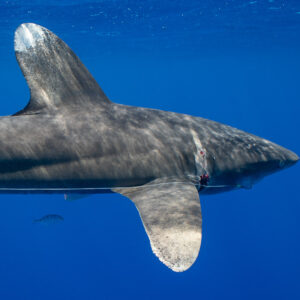 Oceanic whitetip shark flank with white-tipped dorsal and pectoral fins, Tahiti, Society Islands, French Polynesia