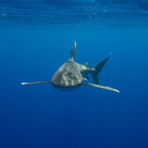 Oceanic whitetip shark swimming toward the camera in blue, vertical, Tahiti, Society Islands, French Polynesia