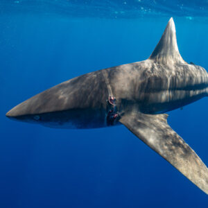 Oceanic whitetip shark seen from below with wide pectoral fins, Tahiti, Society Islands, French Polynesia