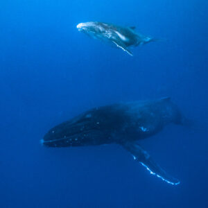 Baleine à bosse mère en contrebas et son baleineau près de la surface, Tahiti, îles de la Société, Polynésie française