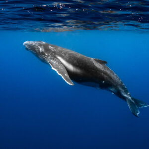 Humpback whale calf diving with pale belly and pectoral fins, Tahiti, Society Islands, French Polynesia