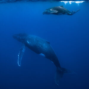 Humpback whale calf at the surface above its mother, vertical, Tahiti, Society Islands, French Polynesia