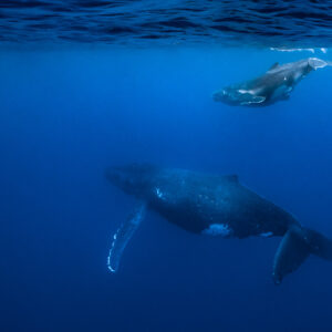 Humpback whale calf surfacing while mother swims below, Tahiti, Society Islands, French Polynesia