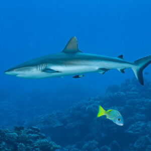 Grey reef shark over the reef with a yellow snapper in foreground, Tahiti, Society Islands, French Polynesia