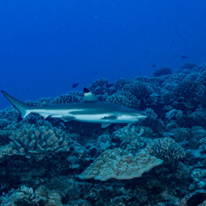 Blacktip reef shark gliding low over a coral reef, Tahiti, Society Islands, French Polynesia