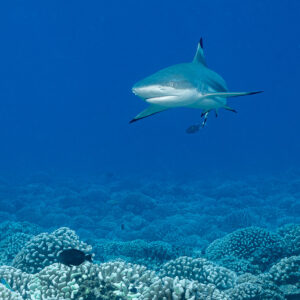 Blacktip reef shark swimming toward camera above coral, Tahiti, Society Islands, French Polynesia