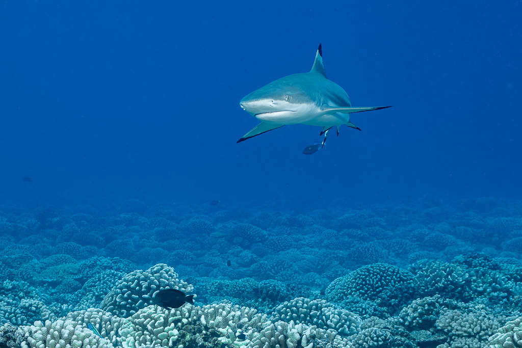 Requin à pointes noires nageant vers l’objectif au-dessus des coraux, Tahiti, îles de la Société, Polynésie française