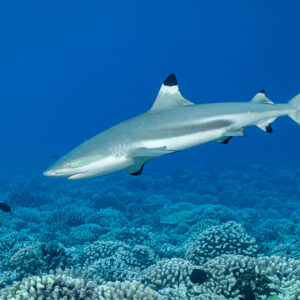 Blacktip reef shark in profile close to the lens over coral, Tahiti, Society Islands, French Polynesia