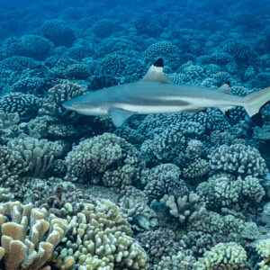 Blacktip reef shark cruising over a dense field of coral heads, Tahiti, Society Islands, French Polynesia