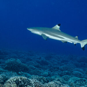 Blacktip reef shark in blue water above a deeper coral field, Tahiti, Society Islands, French Polynesia