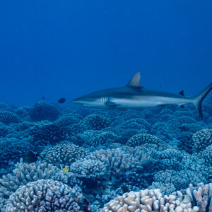 Grey reef shark swimming over a field of cauliflower coral, Tahiti, Society Islands, French Polynesia