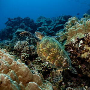Green sea turtle resting among coral heads, seen from above, Tahiti, Society Islands, French Polynesia