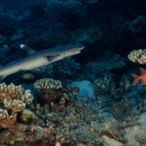 Whitetip reef shark swimming past coral with soldierfish, Tahiti, Society Islands, French Polynesia