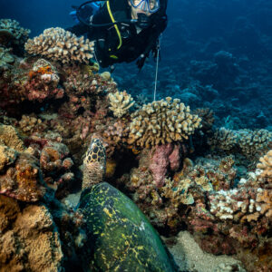 Plongeuse derrière une tortue posée sur le sable entre les coraux, vertical, Tahiti, îles de la Société, Polynésie française