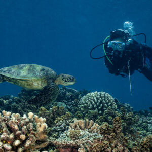 Plongeuse nageant aux côtés d’une tortue verte au-dessus du récif, Tahiti, îles de la Société, Polynésie française