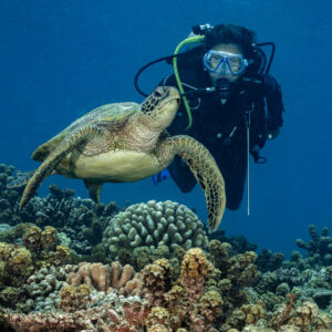 Green sea turtle swimming in front of a female diver, vertical, Tahiti, Society Islands, French Polynesia