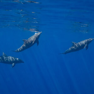 Trois grands dauphins nageant juste sous la surface dans l’eau bleue, baie de Magdalena, Basse-Californie du Sud, Mexique