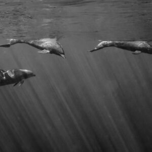Black and white image of three bottlenose dolphins under sun rays, Magdalena Bay, Baja California Sur, Mexico