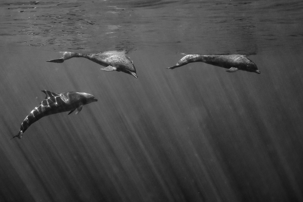 Image en noir et blanc de trois grands dauphins sous les rayons du soleil, baie de Magdalena, Basse-Californie du Sud, Mexique
