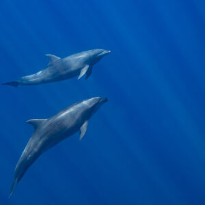 Two bottlenose dolphins descending into deep blue water with light rays, Magdalena Bay, Baja California Sur, Mexico