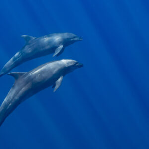 Close pair of bottlenose dolphins swimming side by side in the blue, Magdalena Bay, Baja California Sur, Mexico