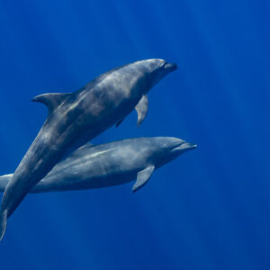 Two bottlenose dolphins swimming close together, one above the other, Magdalena Bay, Baja California Sur, Mexico