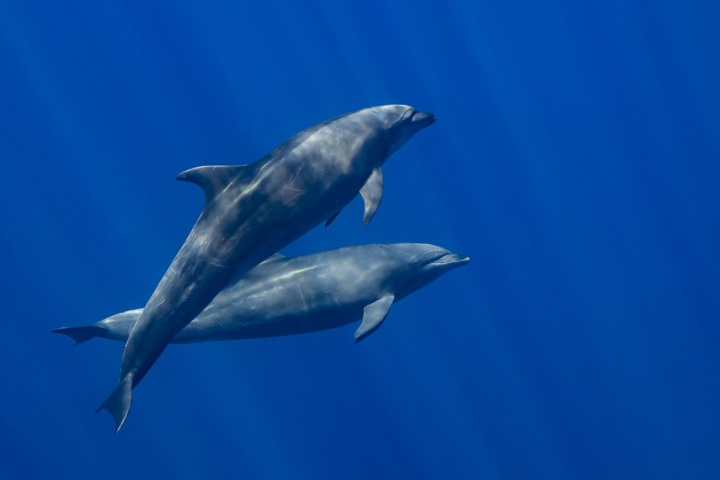 Deux grands dauphins nageant serrés, l’un au-dessus de l’autre, baie de Magdalena, Basse-Californie du Sud, Mexique