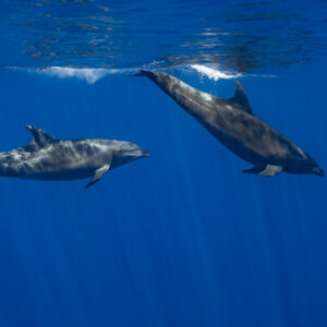 Two bottlenose dolphins near the surface, one level, one heading down, Magdalena Bay, Baja California Sur, Mexico