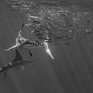 Black and white image of two striped marlins attacking a sardine bait ball, Magdalena Bay, Baja California Sur, Mexico