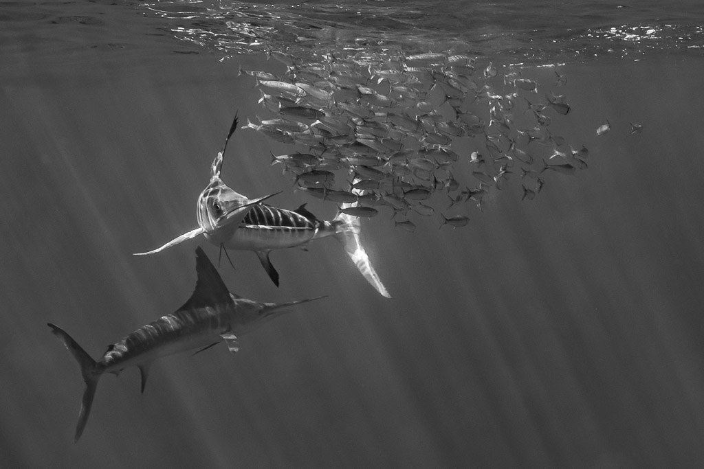 Image en noir et blanc de deux marlins rayés attaquant une boule de sardines, baie de Magdalena, Basse-Californie du Sud, Mexique