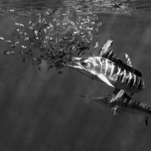 Black and white close view of striped marlins charging into a bait ball, Magdalena Bay, Baja California Sur, Mexico