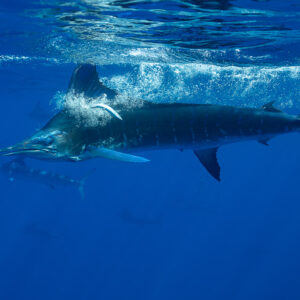 Marlin rayé virant en surface dans l’écume et les bulles, baie de Magdalena, Basse-Californie du Sud, Mexique