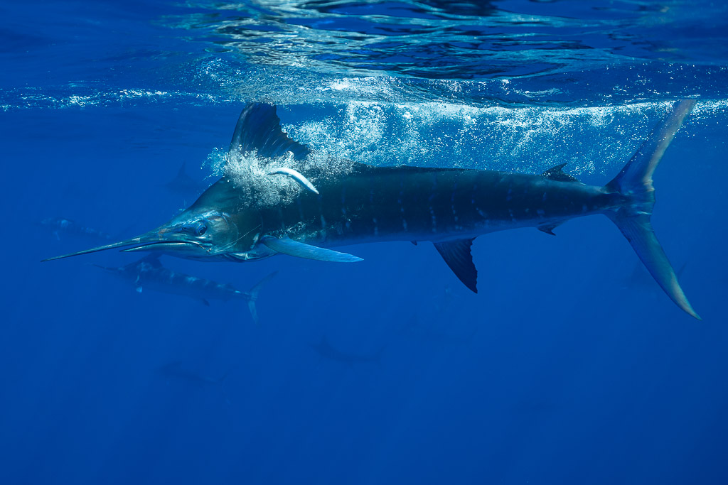 Marlin rayé virant en surface dans l’écume et les bulles, baie de Magdalena, Basse-Californie du Sud, Mexique