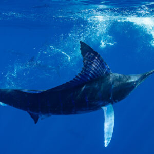 Striped marlin twisting sharply under the surface, dorsal fin raised, Magdalena Bay, Baja California Sur, Mexico