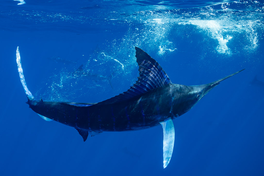 Marlin rayé se contorsionnant sous la surface, nageoire dorsale dressée, baie de Magdalena, Basse-Californie du Sud, Mexique