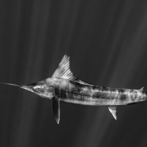 Black and white side profile of a striped marlin under sun rays, Magdalena Bay, Baja California Sur, Mexico