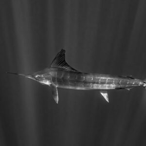 Black and white striped marlin in profile, smaller in frame, dark background, Magdalena Bay, Baja California Sur, Mexico
