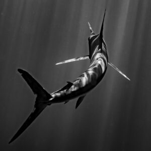Black and white striped marlin bending its body, tail toward the camera, Magdalena Bay, Baja California Sur, Mexico