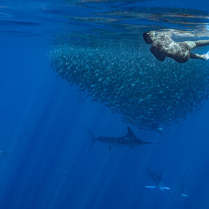 Nageur en apnée près d’une boule de sardines, marlins rayés chassant dessous, baie de Magdalena, Basse-Californie du Sud, Mexique