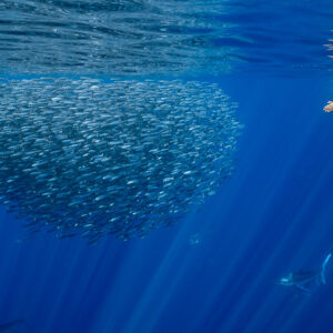 Snorkeler at the surface above a sardine bait ball, marlins below, Magdalena Bay, Baja California Sur, Mexico