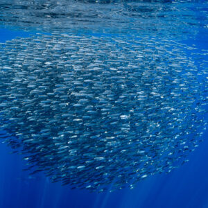 Large sardine bait ball under the surface with distant marlins below, Magdalena Bay, Baja California Sur, Mexico