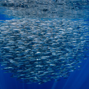 Boule de sardines compacte vue d’en dessous, plan large, baie de Magdalena, Basse-Californie du Sud, Mexique