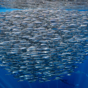Dense sardine bait ball filling the frame, close wide-angle view, Magdalena Bay, Baja California Sur, Mexico