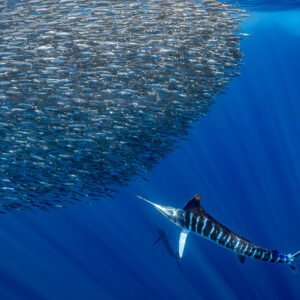 Striped marlin with lit-up stripes hunting below a sardine bait ball, Magdalena Bay, Baja California Sur, Mexico