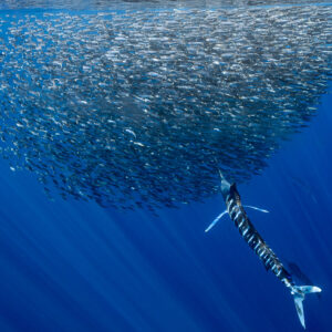 Marlin rayé remontant presque à la verticale vers une boule de sardines, baie de Magdalena, Basse-Californie du Sud, Mexique